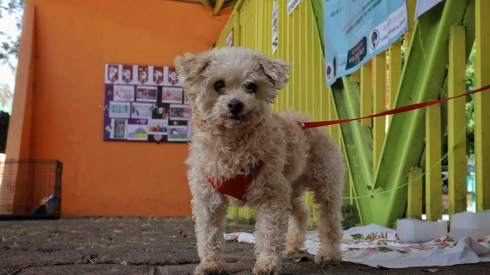 Perro en la Feria de Adopción Animal